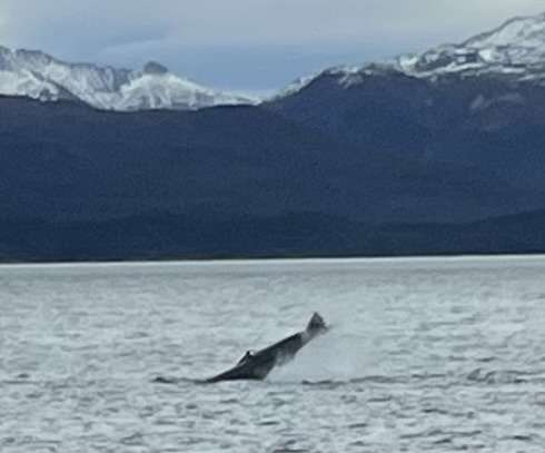 Ushuaia End of the World - Where to See Whales in Argentina